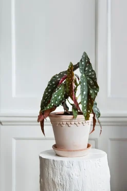 Bergs Potter Kruka med fat Københavner RAW, Ø 25 cm