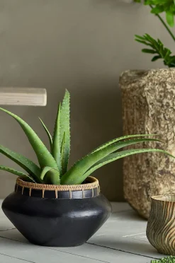 Bloomingville Aloe Växt