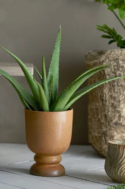 Bloomingville Aloe Växt