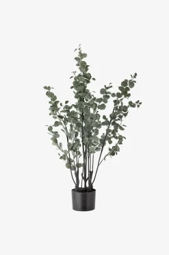 Bloomingville Eucalyptus Växt