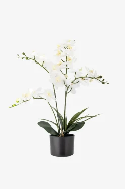Bloomingville Orchid Växt