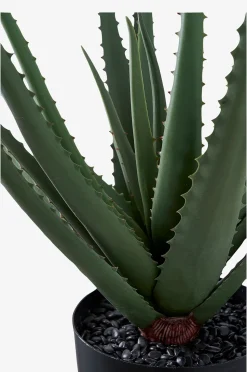 House Nordic Aloe vera