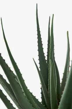 House Nordic Aloe vera