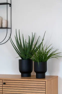 House Nordic Aloe vera