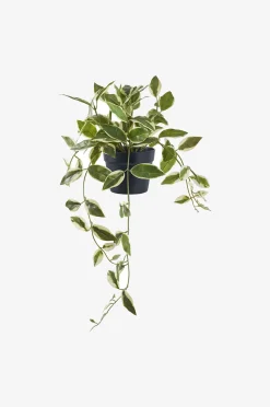 House Nordic Hoya Carnosa