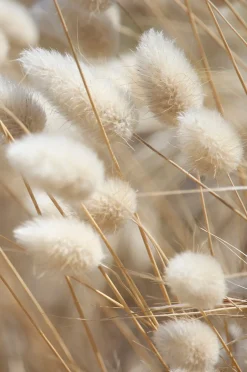 Malerifabrikken Poster Mellow Grasses 8