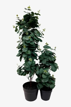 Nordic Furniture Group Konstväxt Viridis Eucalyptus 78