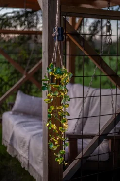 Star Trading Träd Laos 35