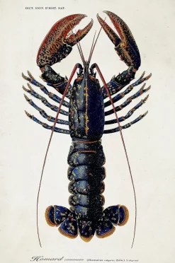 The Dybdahl Co. Affisch Lobster