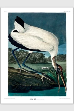 The Dybdahl Co. Affisch Wood Ibis